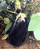 Foto de uma berinjela