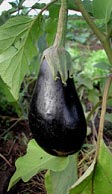 foto de uma berinjela